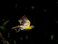 Yellow-breasted Chat