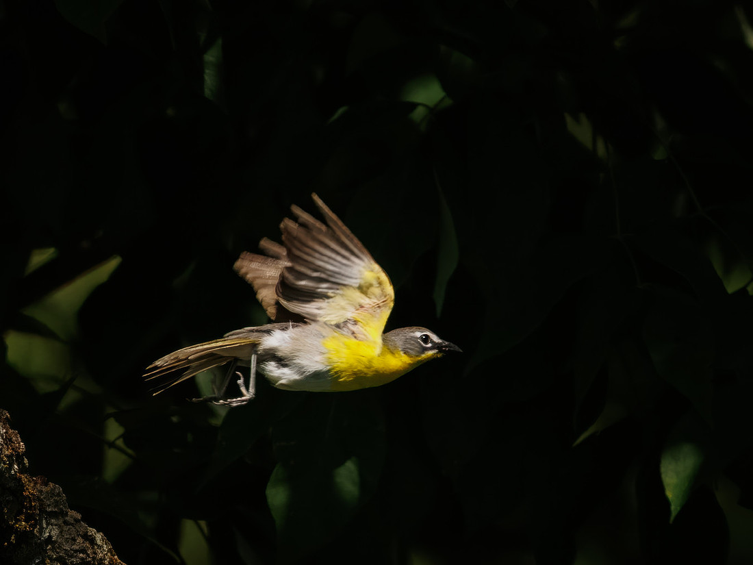 Yellow-breasted Chat