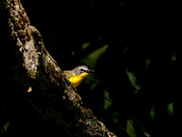 Yellow-breasted Chat