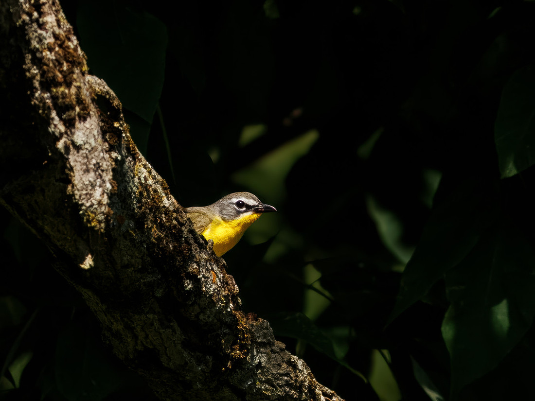 Yellow-breasted Chat