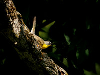 Yellow-breasted Chat