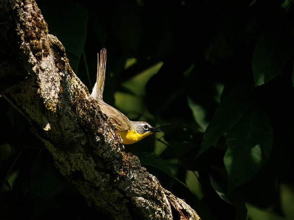 Yellow-breasted Chat