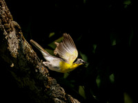 Yellow-breasted Chat