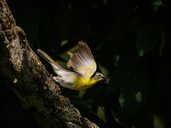 Yellow-breasted Chat