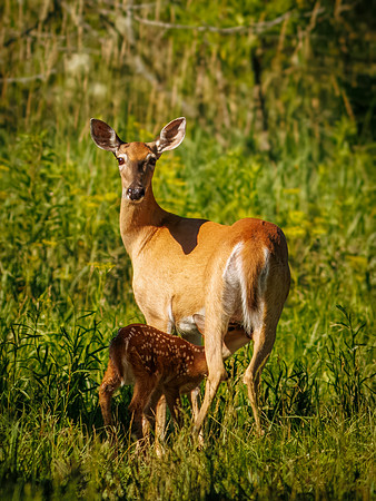 Fun Photographing a Fawn
