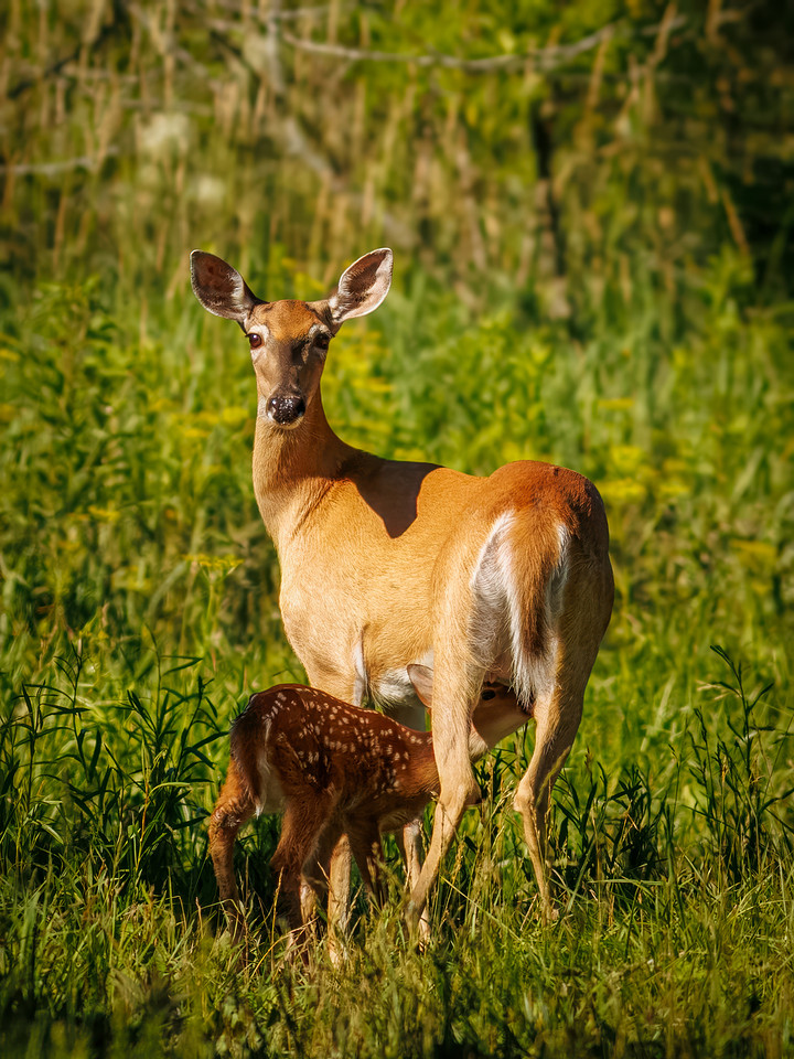 Fun Photographing a Fawn