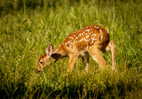 Fun Photographing a Fawn