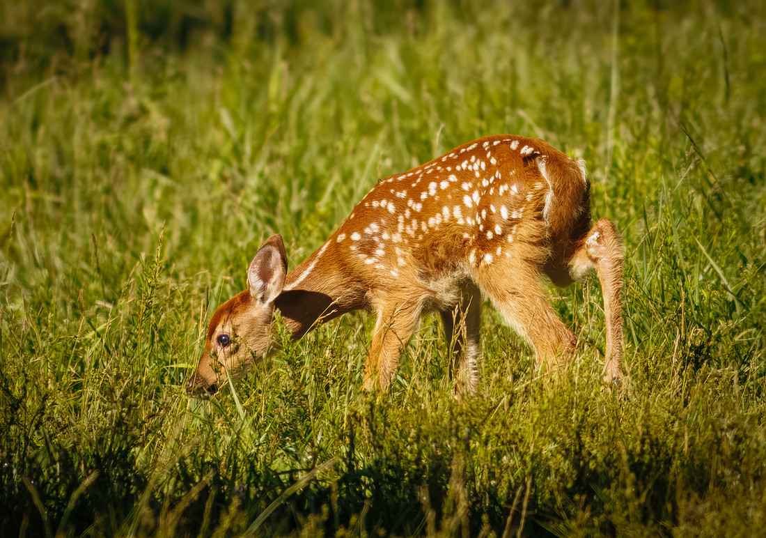 Fun Photographing a Fawn