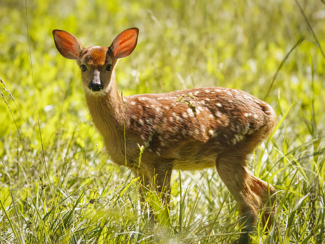 Fun Photographing a Fawn