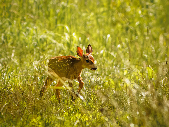 Fun Photographing a Fawn