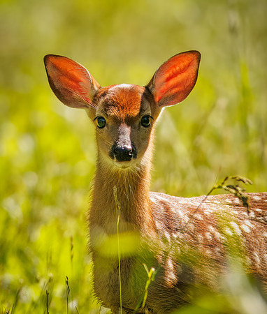 Fun Photographing a Fawn