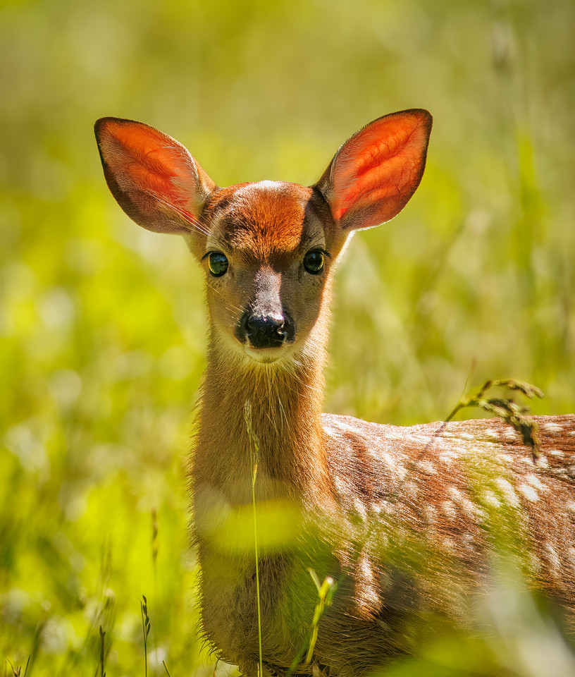 Fun Photographing a Fawn