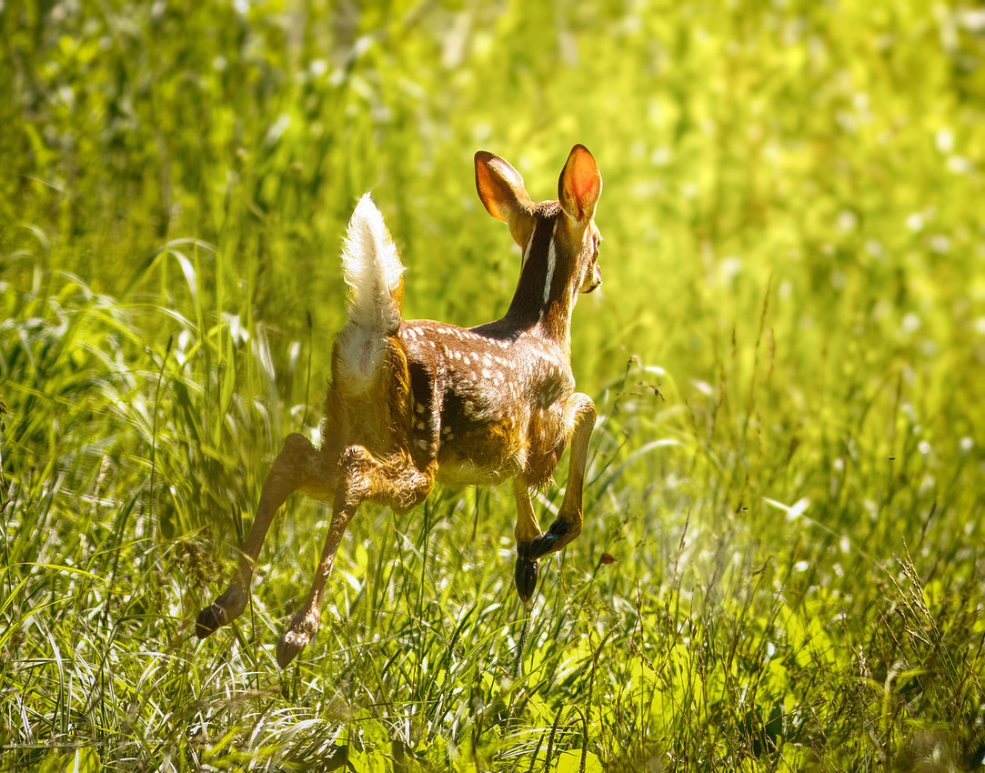 Fun Photographing a Fawn