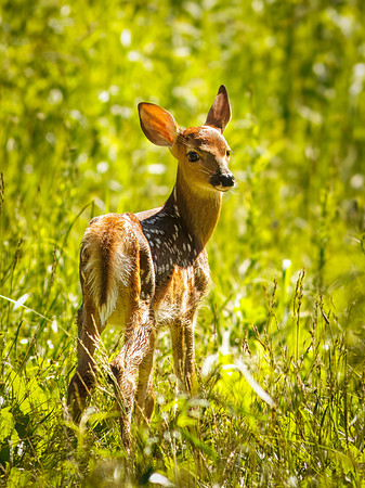 Fun Photographing a Fawn