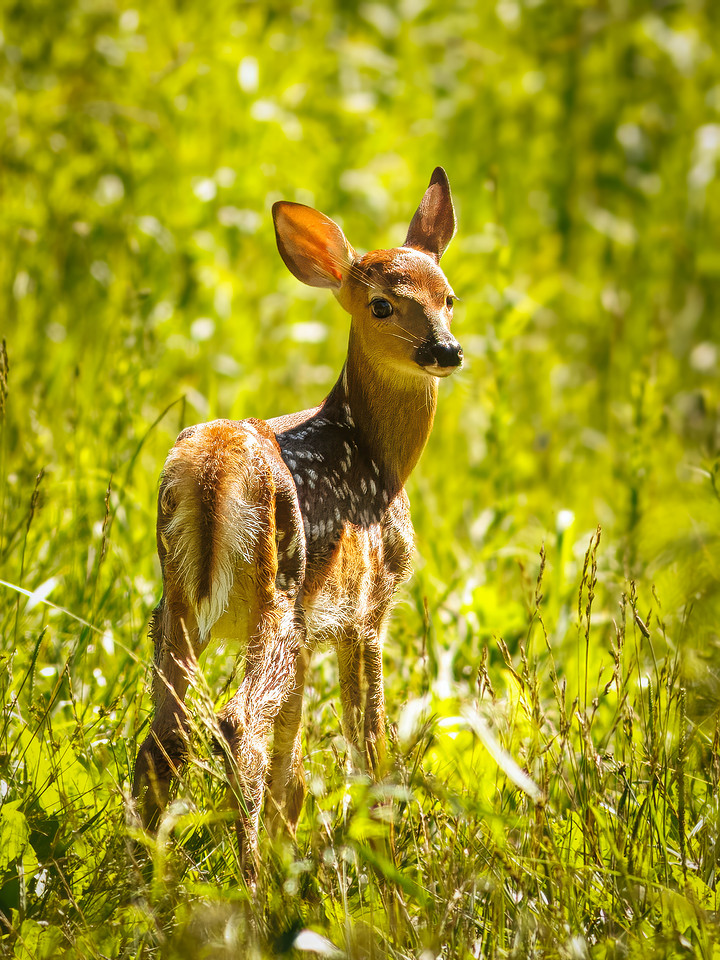 Fun Photographing a Fawn