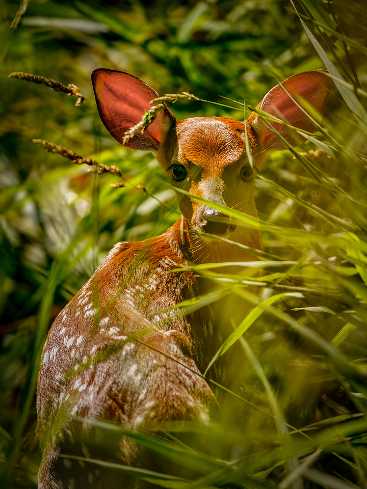 Fun Photographing a Fawn
