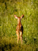 Fun Photographing a Fawn