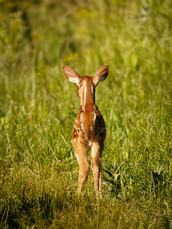 Fun Photographing a Fawn