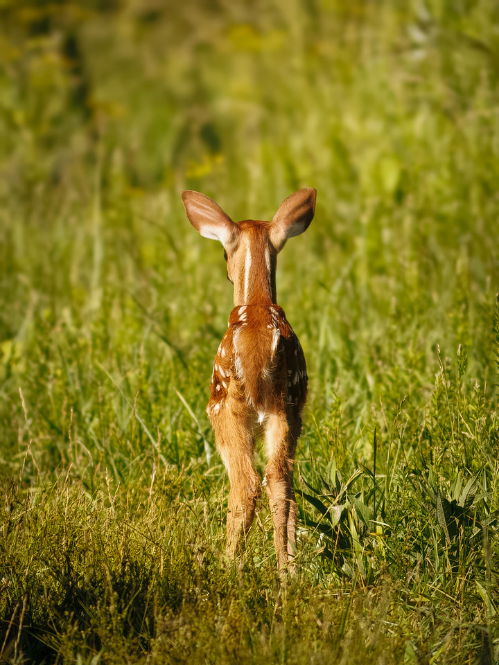 Fun Photographing a Fawn