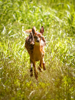 Fun Photographing a Fawn