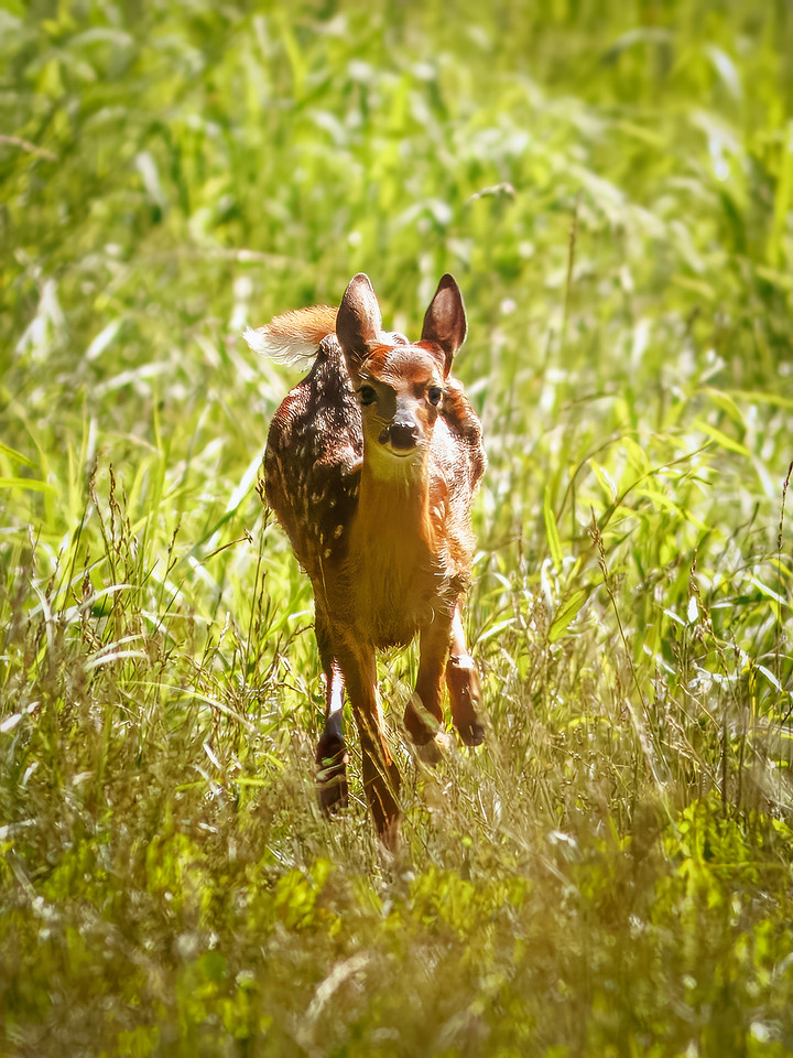 Fun Photographing a Fawn