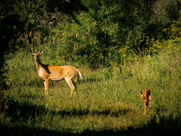 Fun Photographing a Fawn