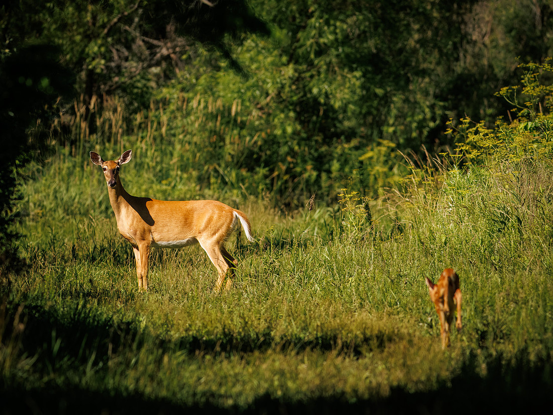 Fun Photographing a Fawn