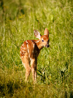 Fun Photographing a Fawn