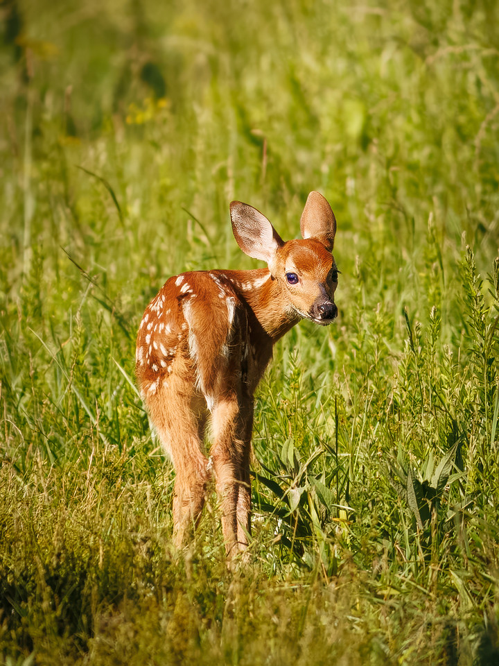 Fun Photographing a Fawn