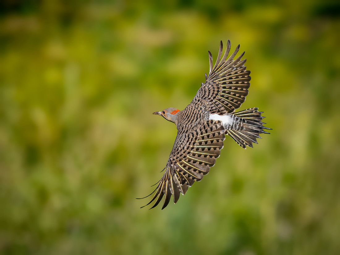 Northern Flicker in Flight