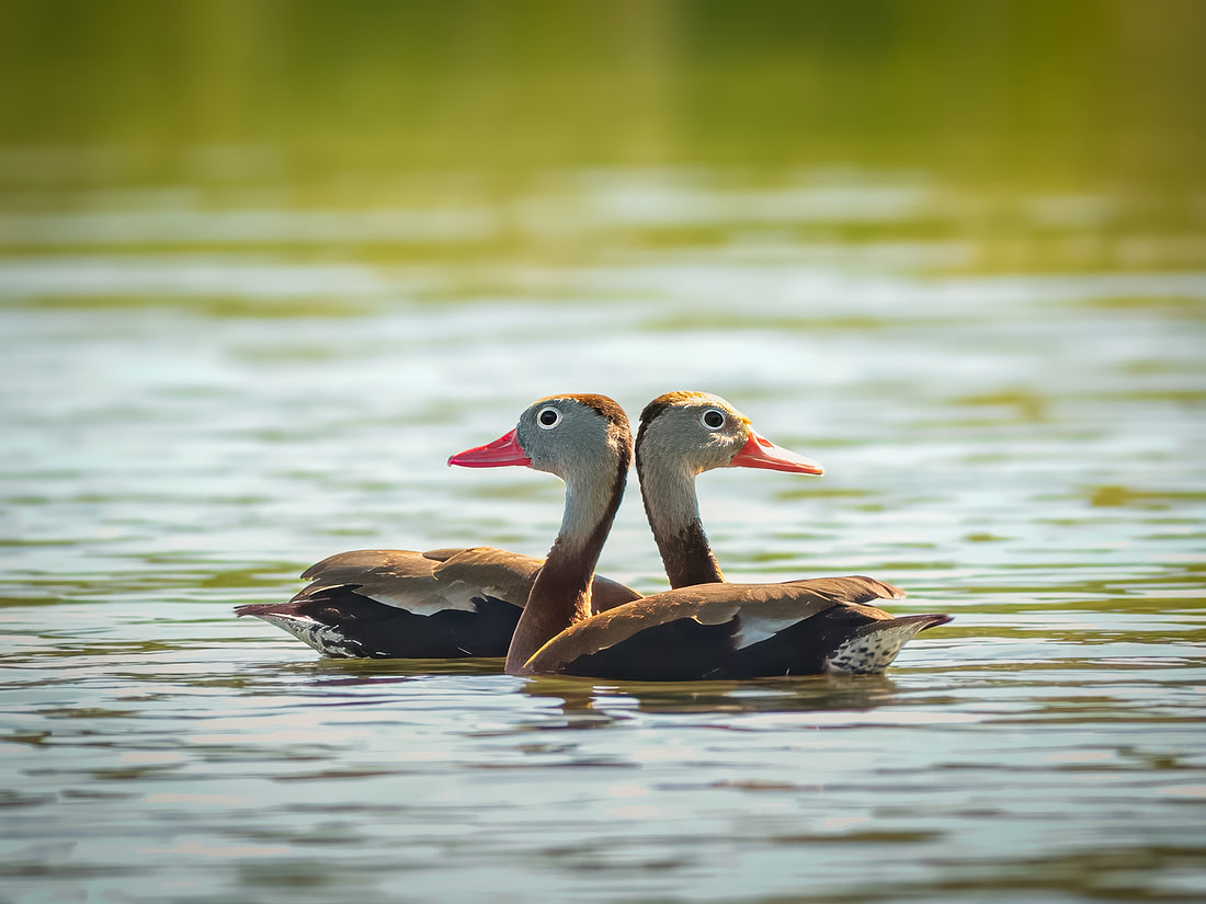 Black-bellied Whistling-Duck