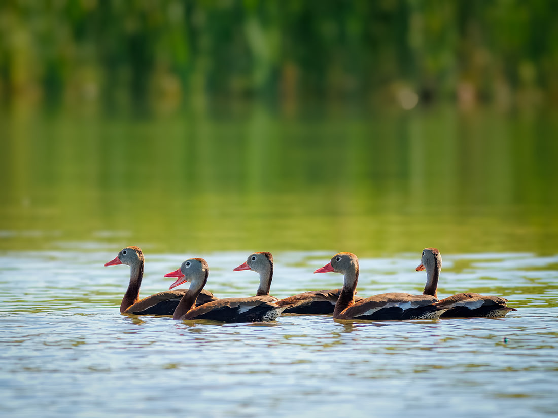Black-bellied Whistling-Duck