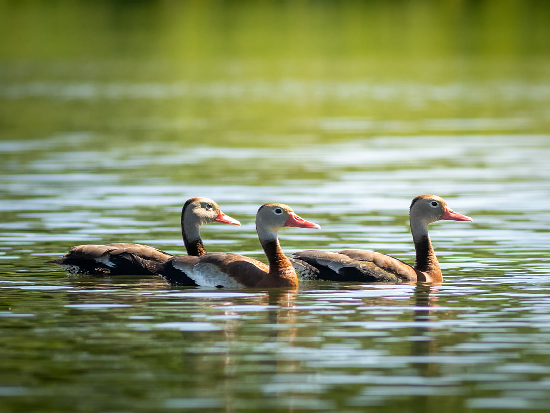 Black-bellied Whistling-Duck