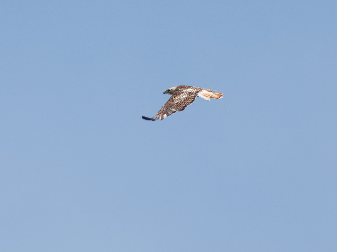 Red-tailed Hawk (Krider's)