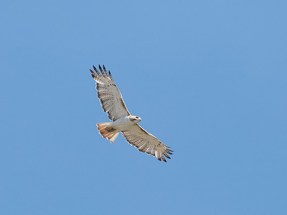 Red-tailed Hawk (Krider's)