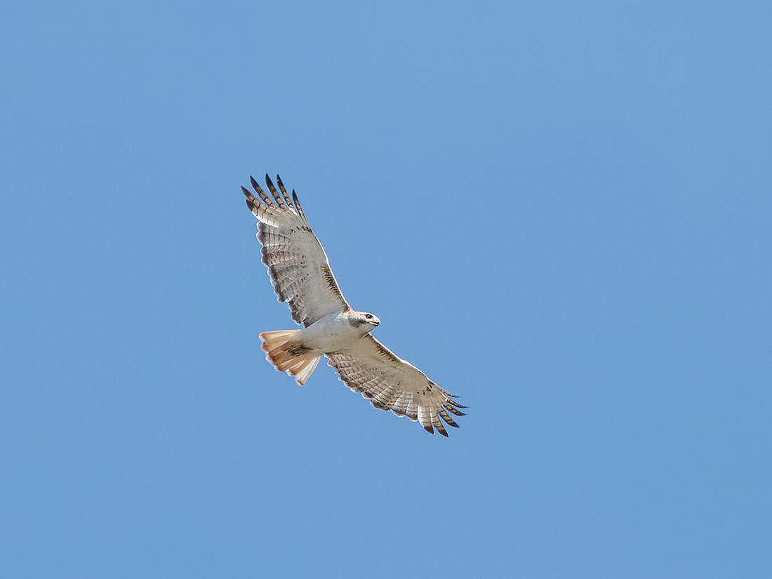 Red-tailed Hawk (Krider's)