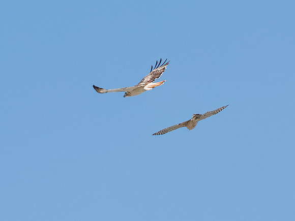 Red-tailed Hawk (Krider's)