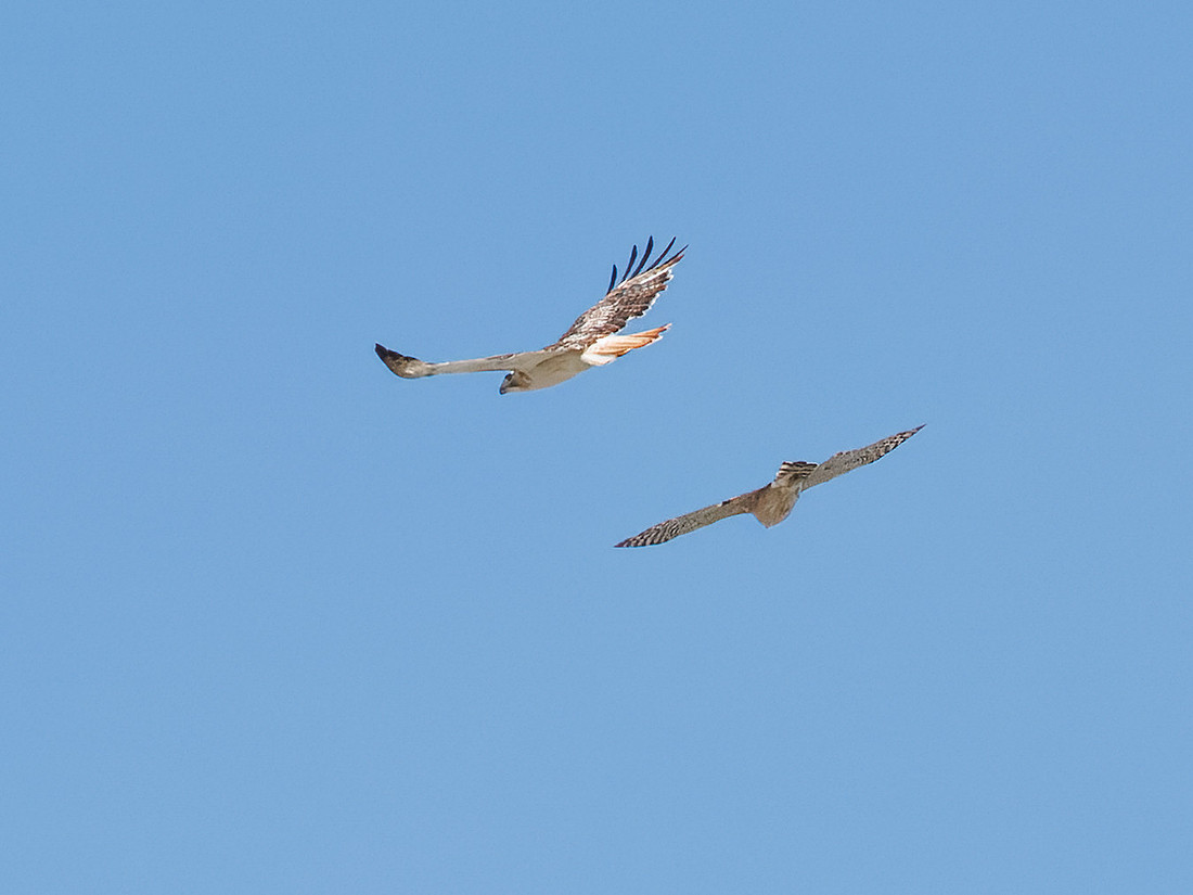 Red-tailed Hawk (Krider's)