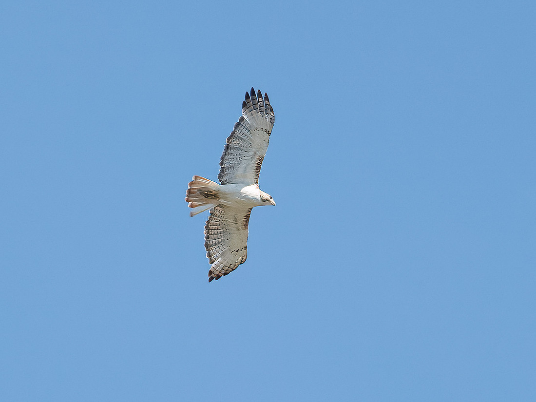 Red-tailed Hawk (Krider's)