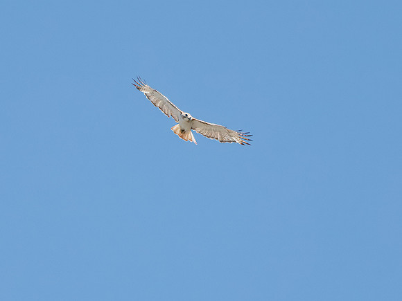 Red-tailed Hawk (Krider's)