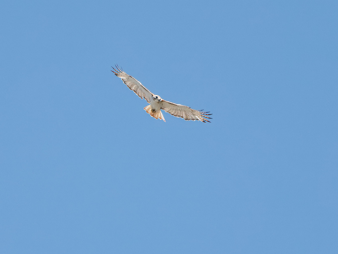 Red-tailed Hawk (Krider's)