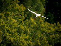 Caspian Tern Dive