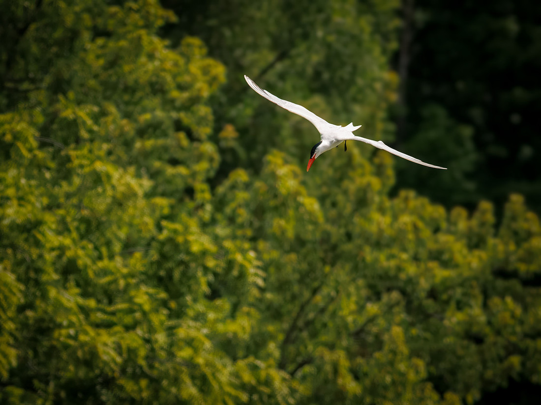 Caspian Tern Dive
