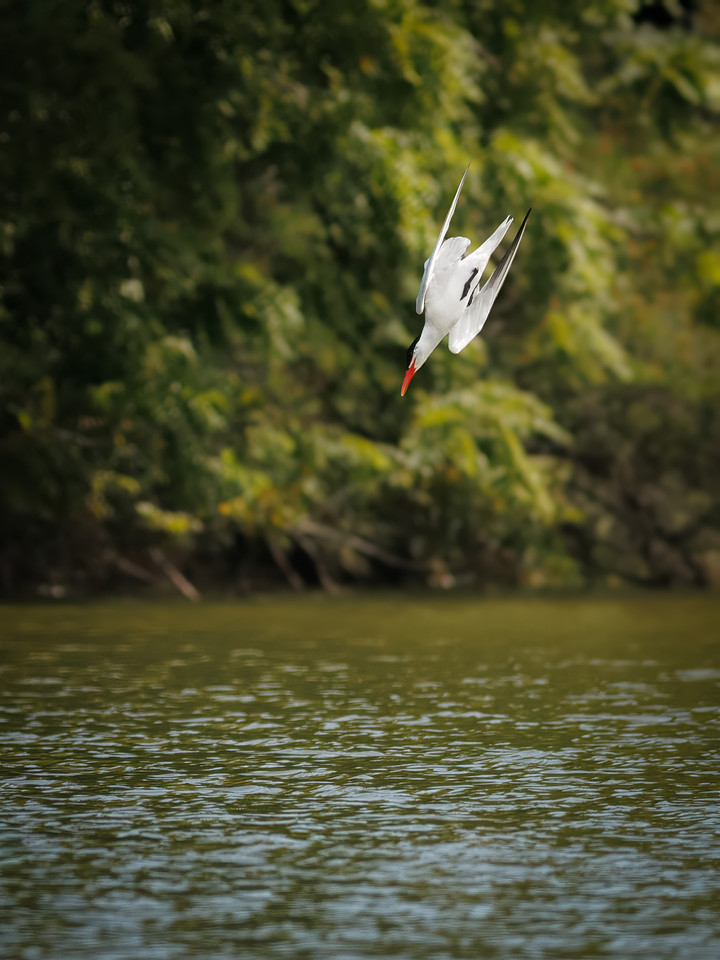 Caspian Tern Dive