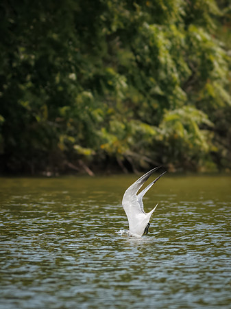 Caspian Tern Dive