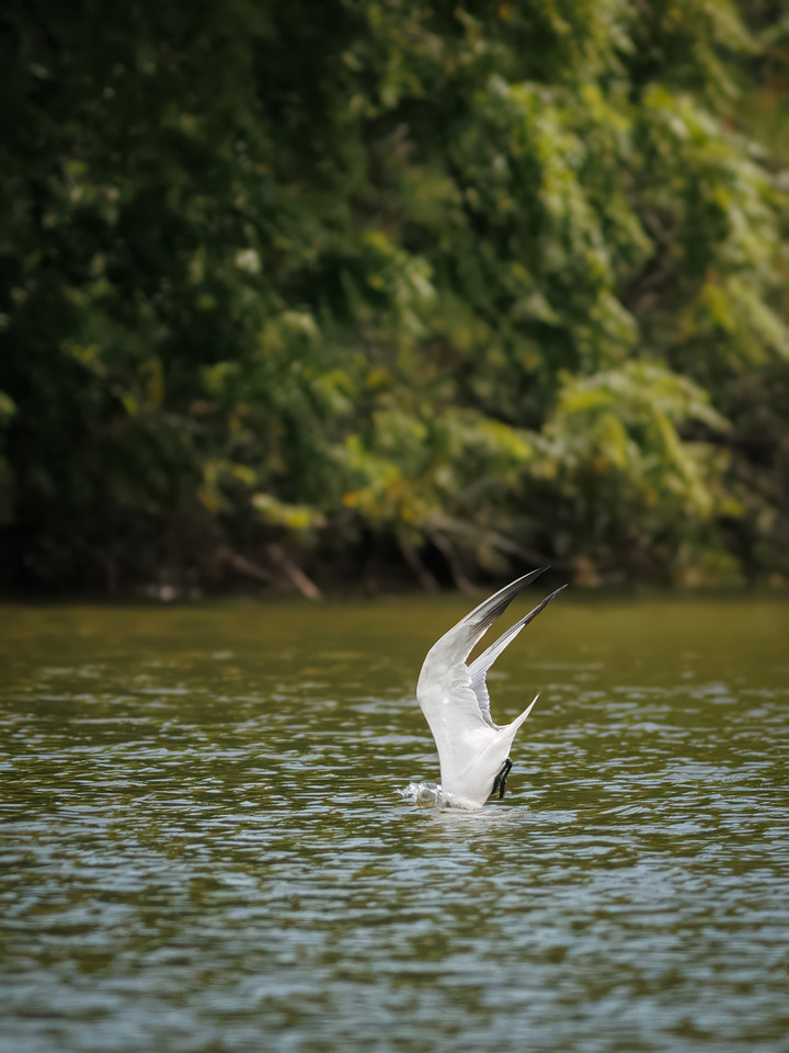 Caspian Tern Dive