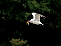 Caspian Tern Dive