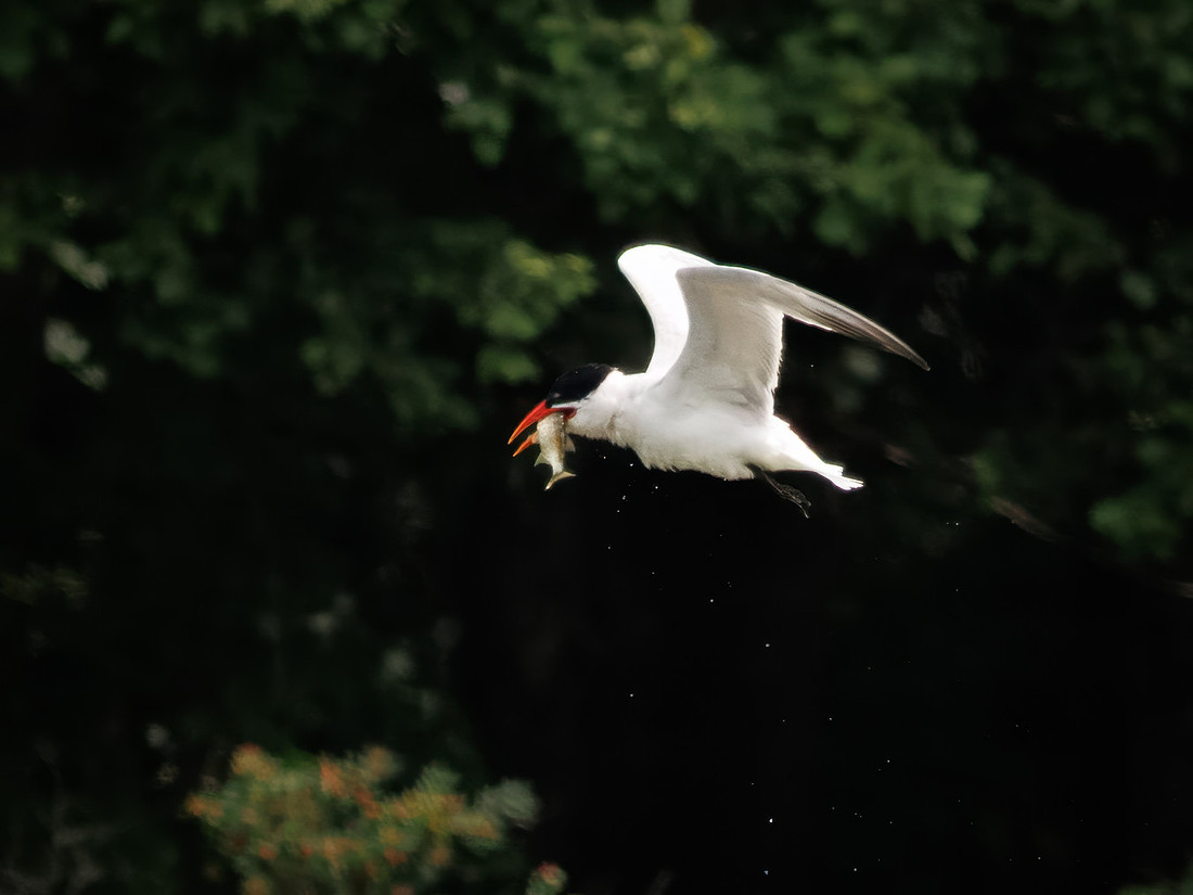 Caspian Tern Dive