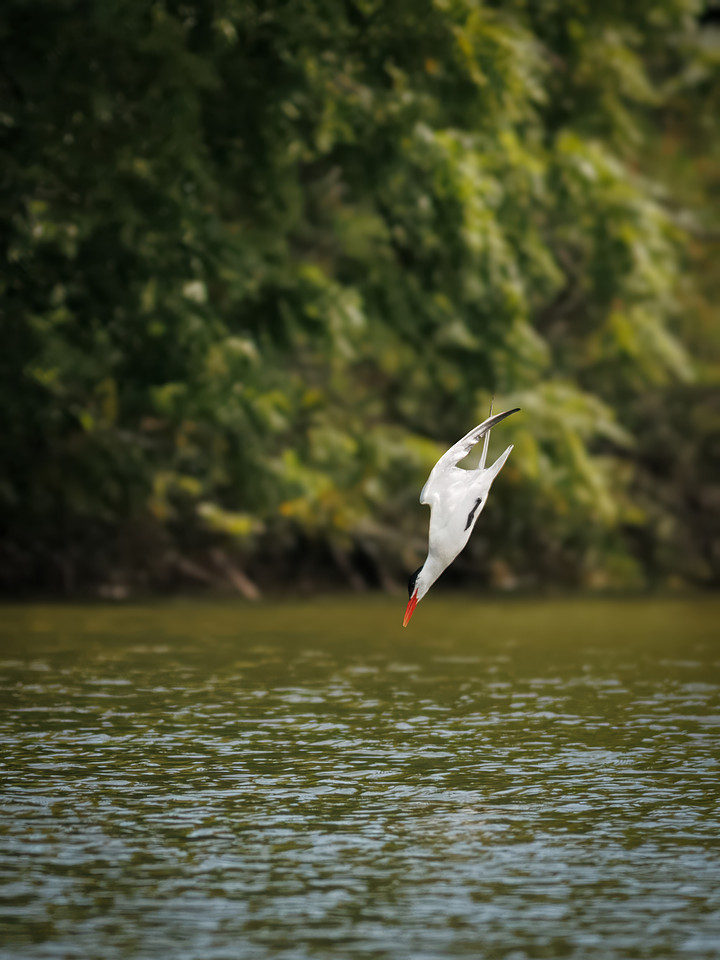 Caspian Tern Dive