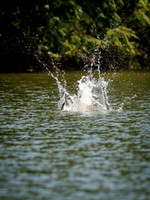 Caspian Tern Dive